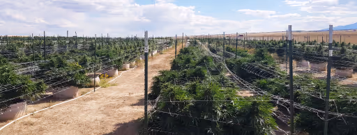 Outdoor cannabis plants growing in rows with netting for support under a blue sky with scattered clouds.