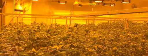 Indoor cannabis cultivation room with rows of mature cannabis plants under yellow grow lights.