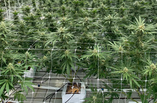 Indoor medicinal cannabis plants growing in white pots with a white netting support structure above them.