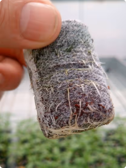 Close-up of a person's hand holding a small seedling plug with visible roots growing through the soil.