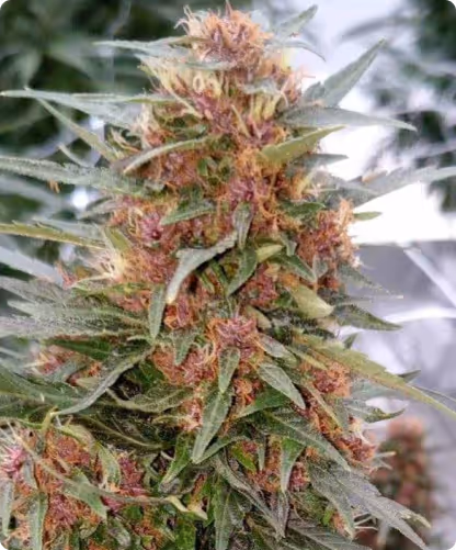 Close-up of a cannabis plant with dense green and purple buds covered in orange pistils and trichomes.