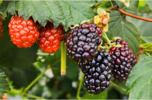 Cluster of ripe blackberries and unripe red berries on green leafy branches.