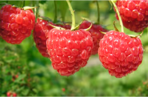 Close-up of ripe red raspberries hanging on green stems with blurred green foliage background.