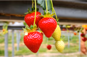 Cluster of ripe red and unripe green strawberries hanging from green stems in a garden.