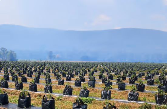 Rows of young plants growing in black plastic bags in a large field with mountains in the background under a partly cloudy sky.