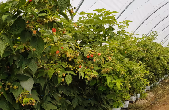 Rows of raspberry plants with ripe and unripe berries growing inside a greenhouse.
