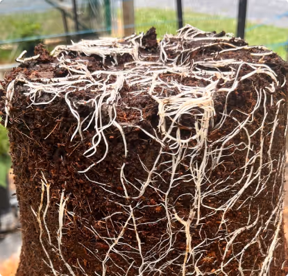 Close-up of a soil block with white roots growing through it, held in a hand.
