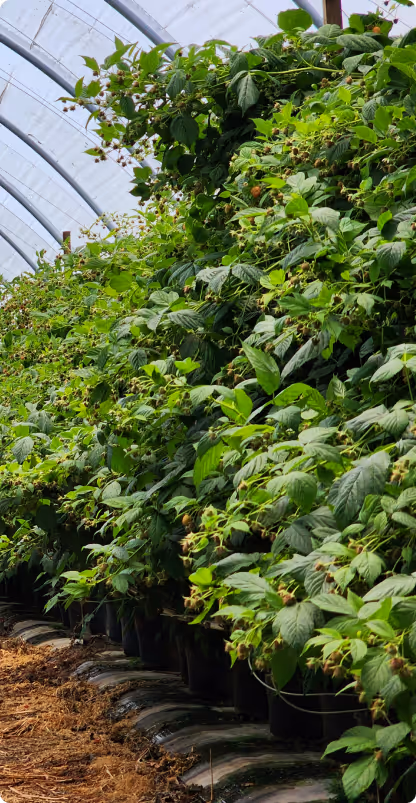 Rows of raspberry plants with green leaves and unripe berries growing inside a greenhouse.