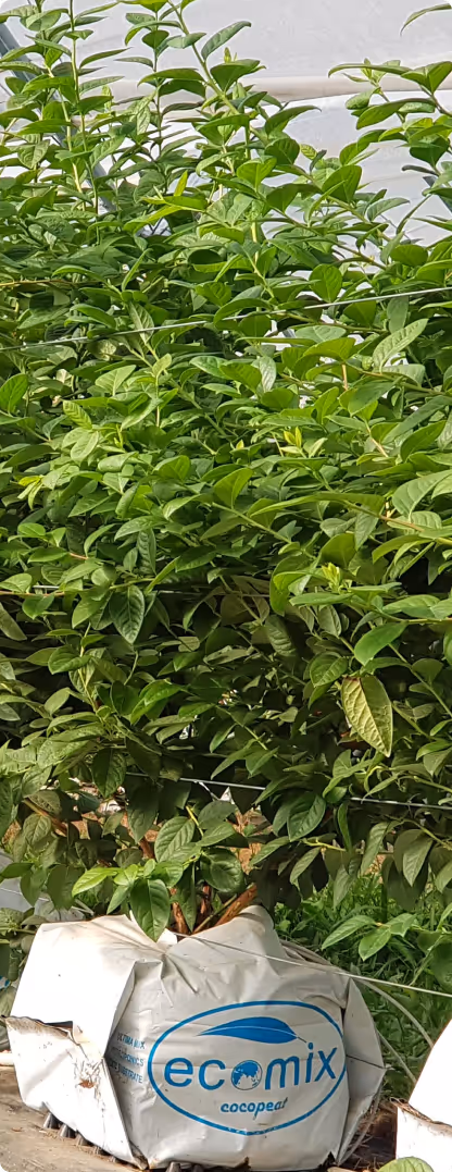 Healthy green blueberry plant growing in a white Ecomix cocopeat bag inside a greenhouse.