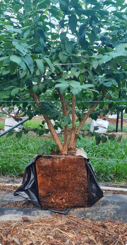 Blueberry plant with green leaves showing its root ball wrapped in black plastic on soil.