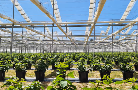 Rows of potted young blackberry plants growing inside a structured greenhouse with a clear blue sky above.