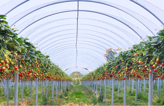 Rows of ripe and unripe strawberries growing on elevated plants inside a greenhouse tunnel.