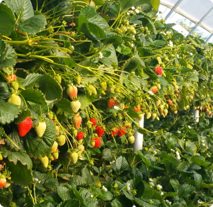 Rows of strawberry plants in a greenhouse with green leaves and ripening strawberries in various stages from green to red.