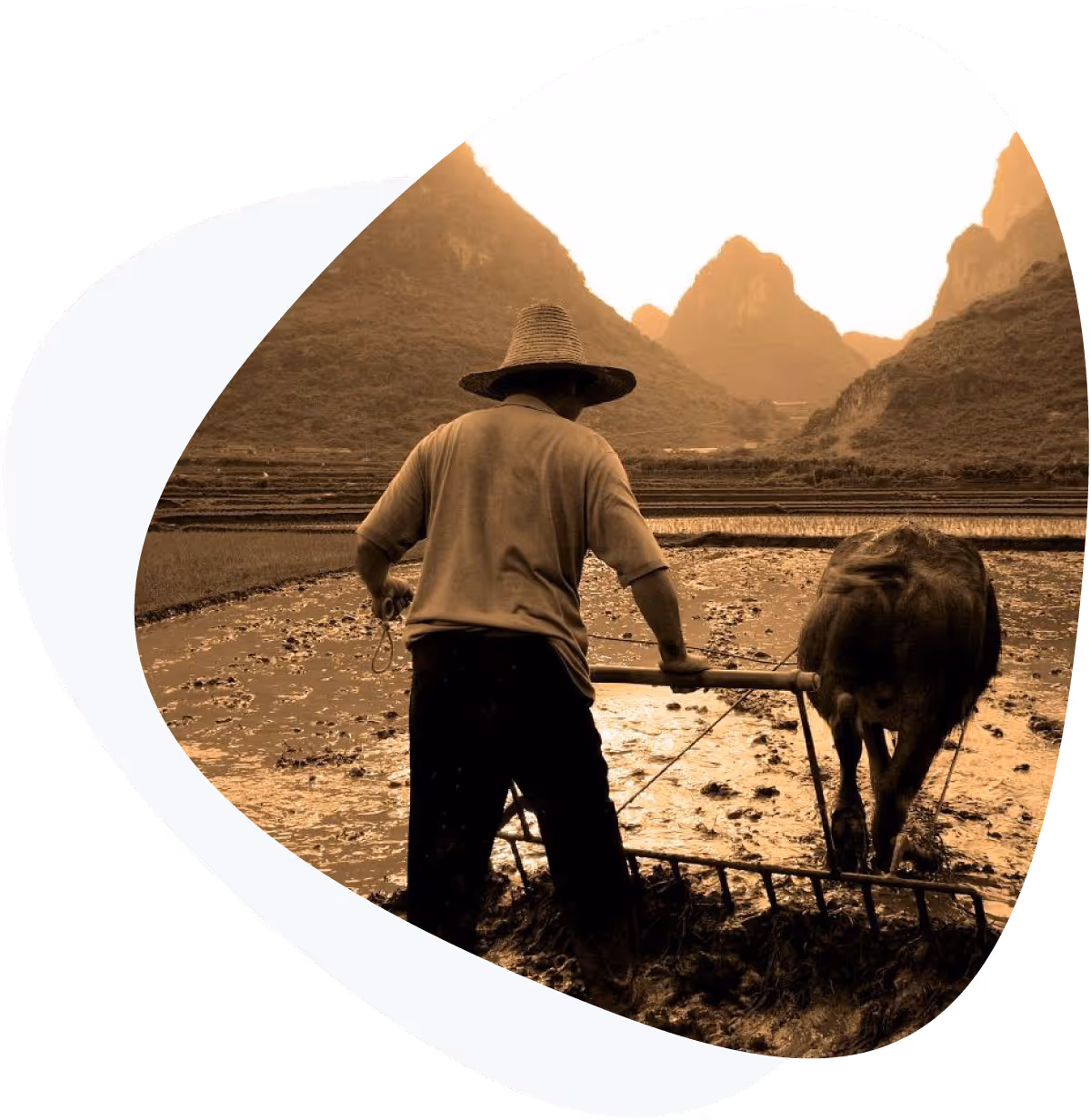 Man ploughing rice field.