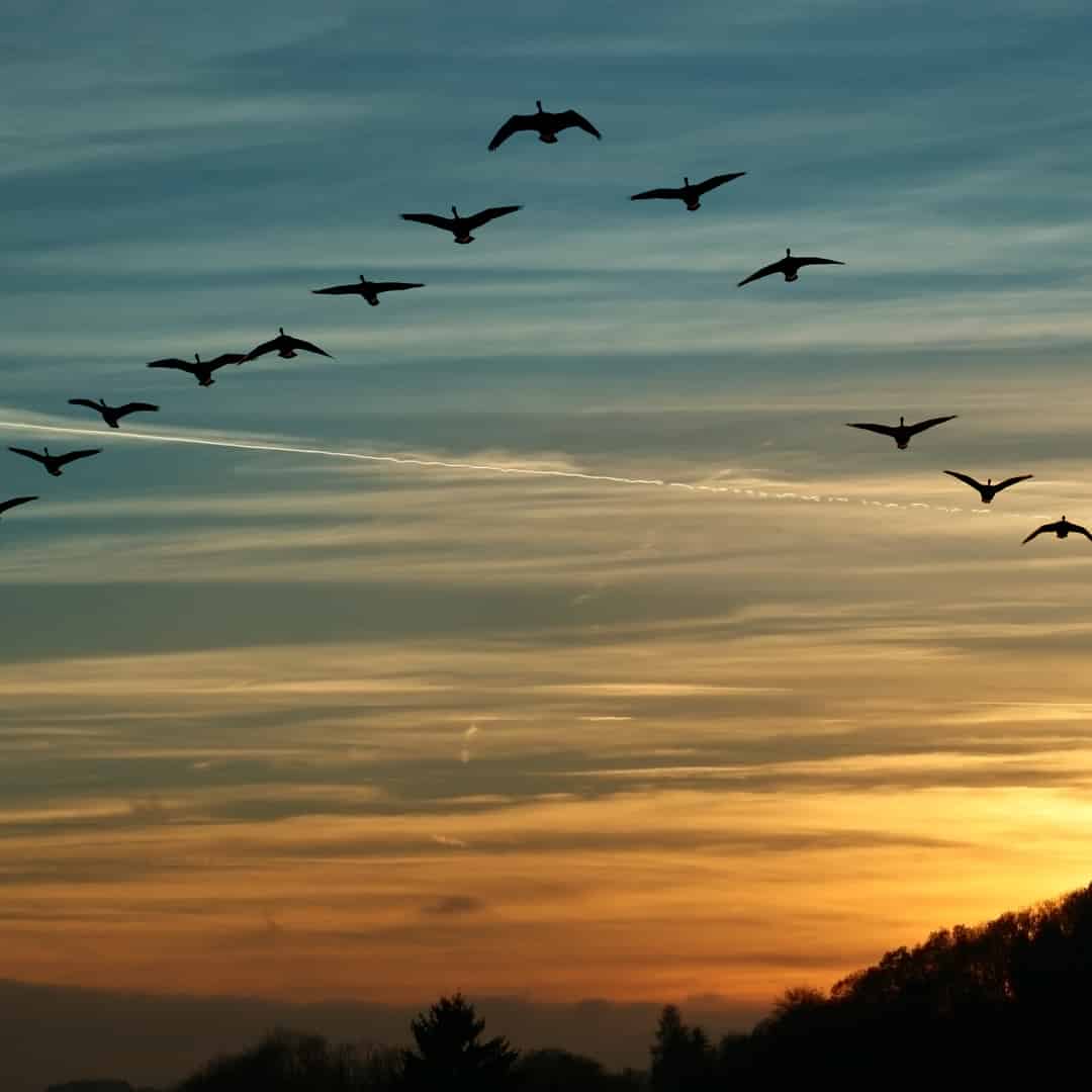 Fly Light In Fashion Demand Forecasting | Learn From Nature