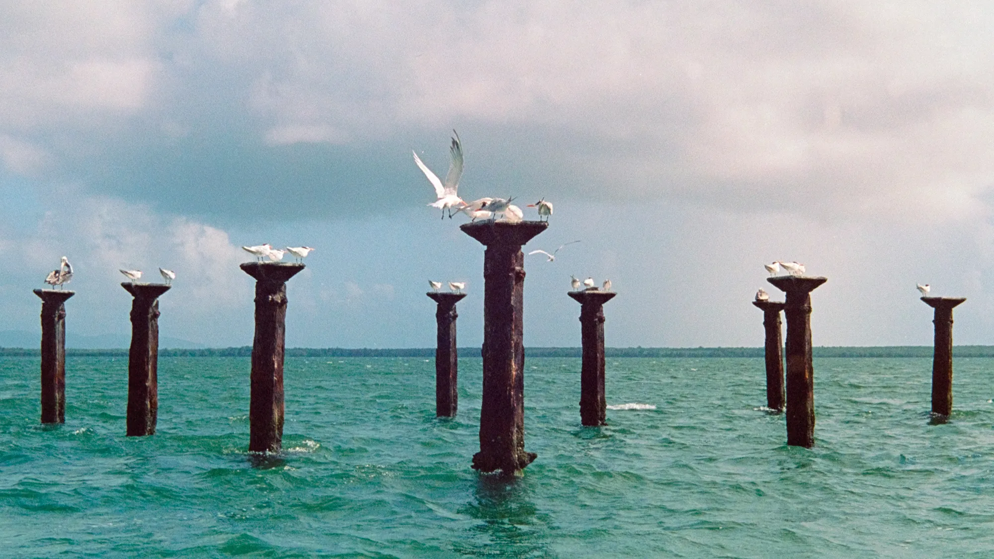 Seagulls perched and flying around old wooden pilings in greenish ocean water under a cloudy sky.