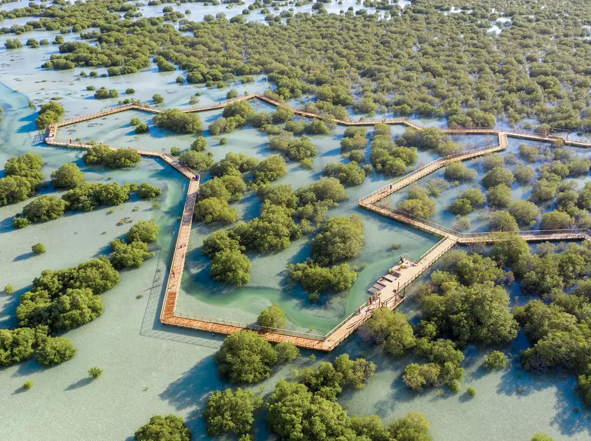 Jubail Mangrove Park boardwalk winding through mangrove forest on Al Jubail Island, Abu Dhabi, aerial view.