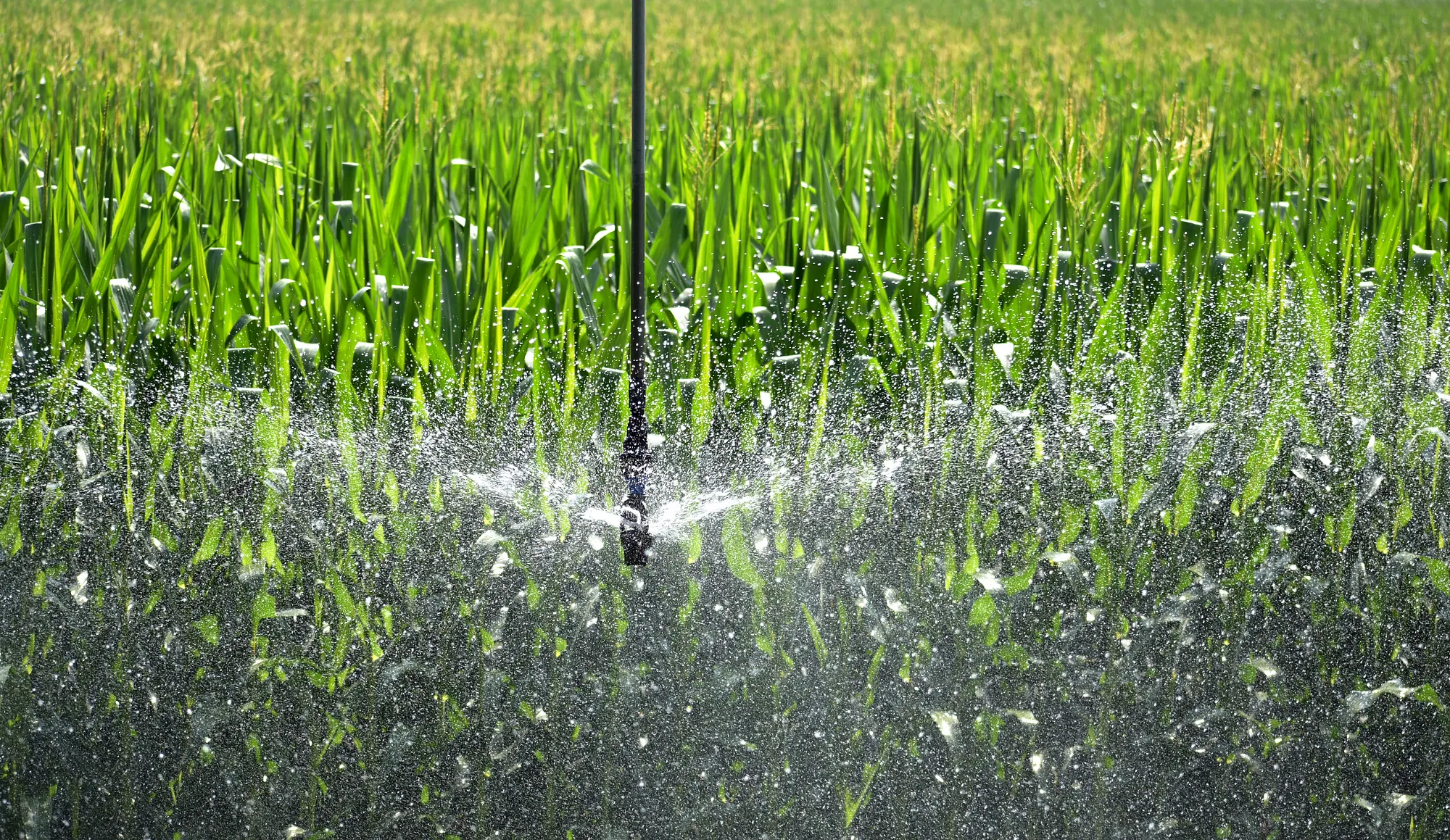 Groundwater and precision irrigation
