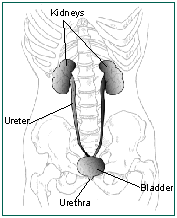 Urinary Tract