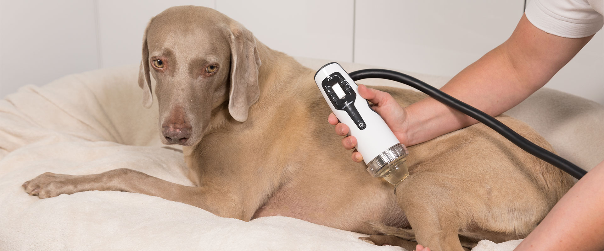 Banner for STORZ MEDICAL's veterinary PubMed publications page