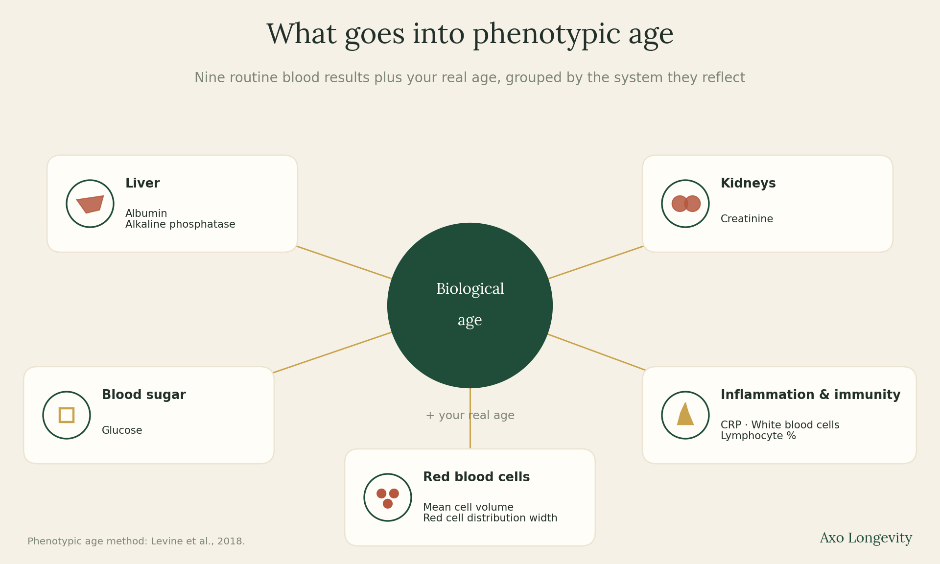 The nine routine blood values in phenotypic age, grouped into liver, kidneys, blood sugar, inflammation and immunity, and red blood cells