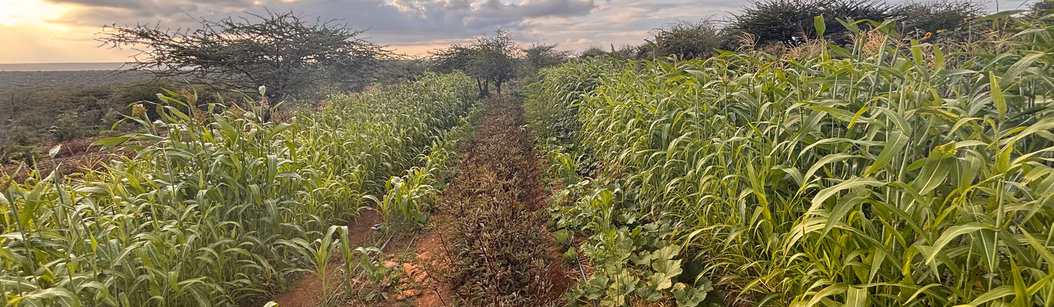 Rows of tall green crops growing in a field with trees and a cloudy sky at sunset in the background.