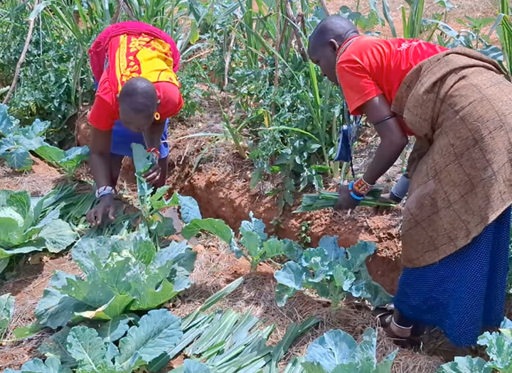 Two women working and harvesting leafy green vegetables in a farm garden.