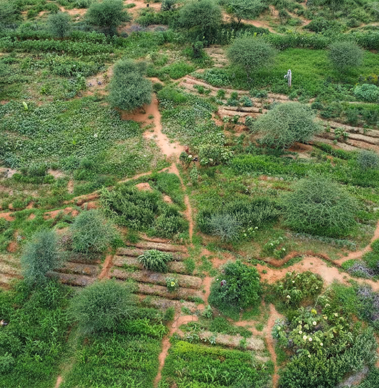 Aerial view of a lush, green terraced garden with various plants and small trees separated by dirt pathways.
