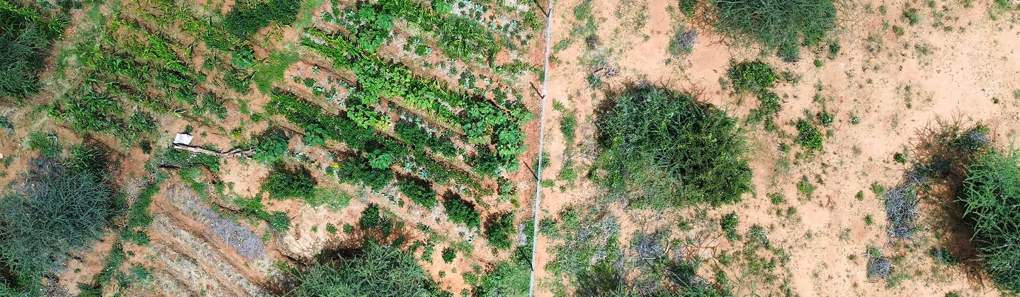 Aerial view of a small, partially cultivated farmland with green plants and sparse vegetation separated by a fence.