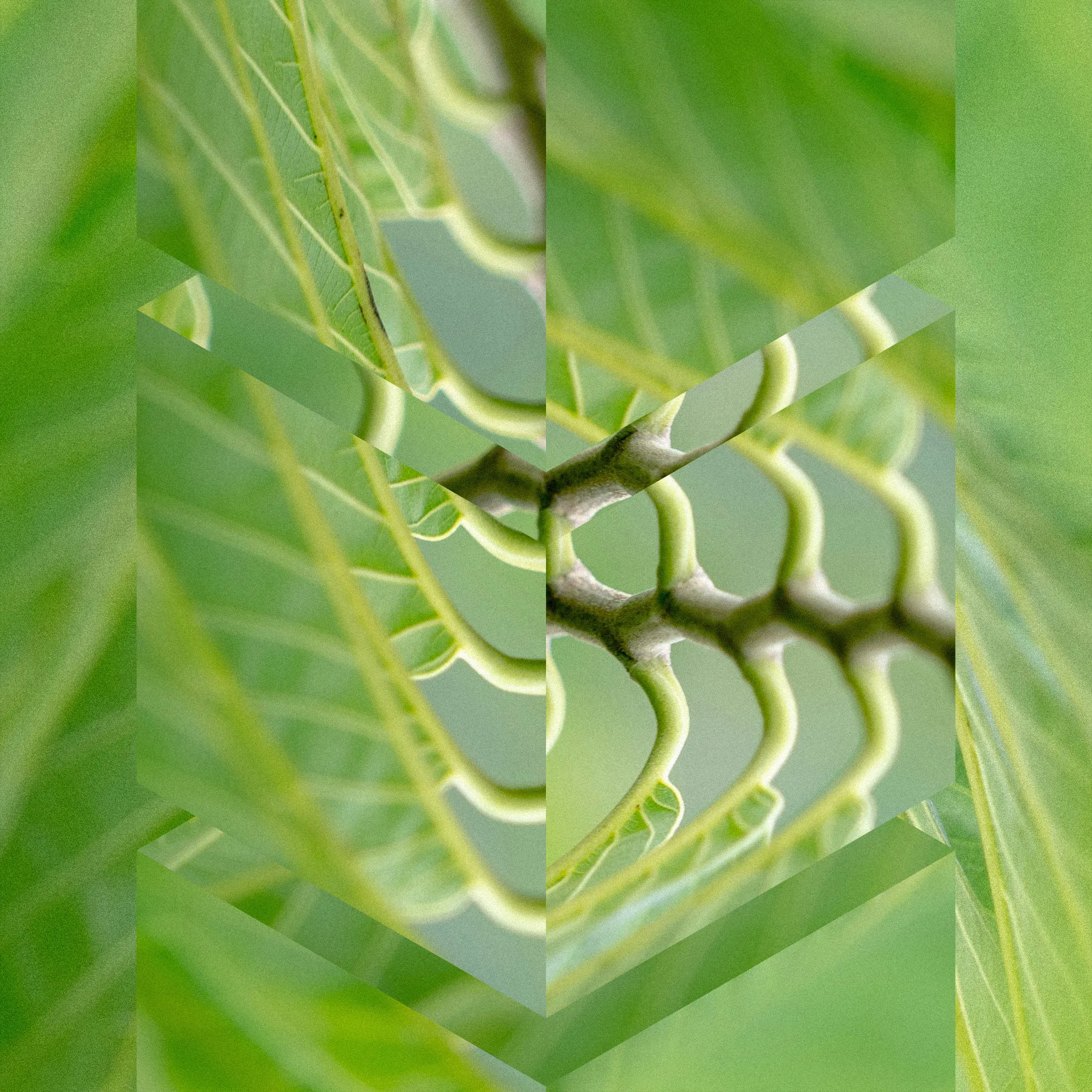 AI Detection - What is runtime security Skeletal plant