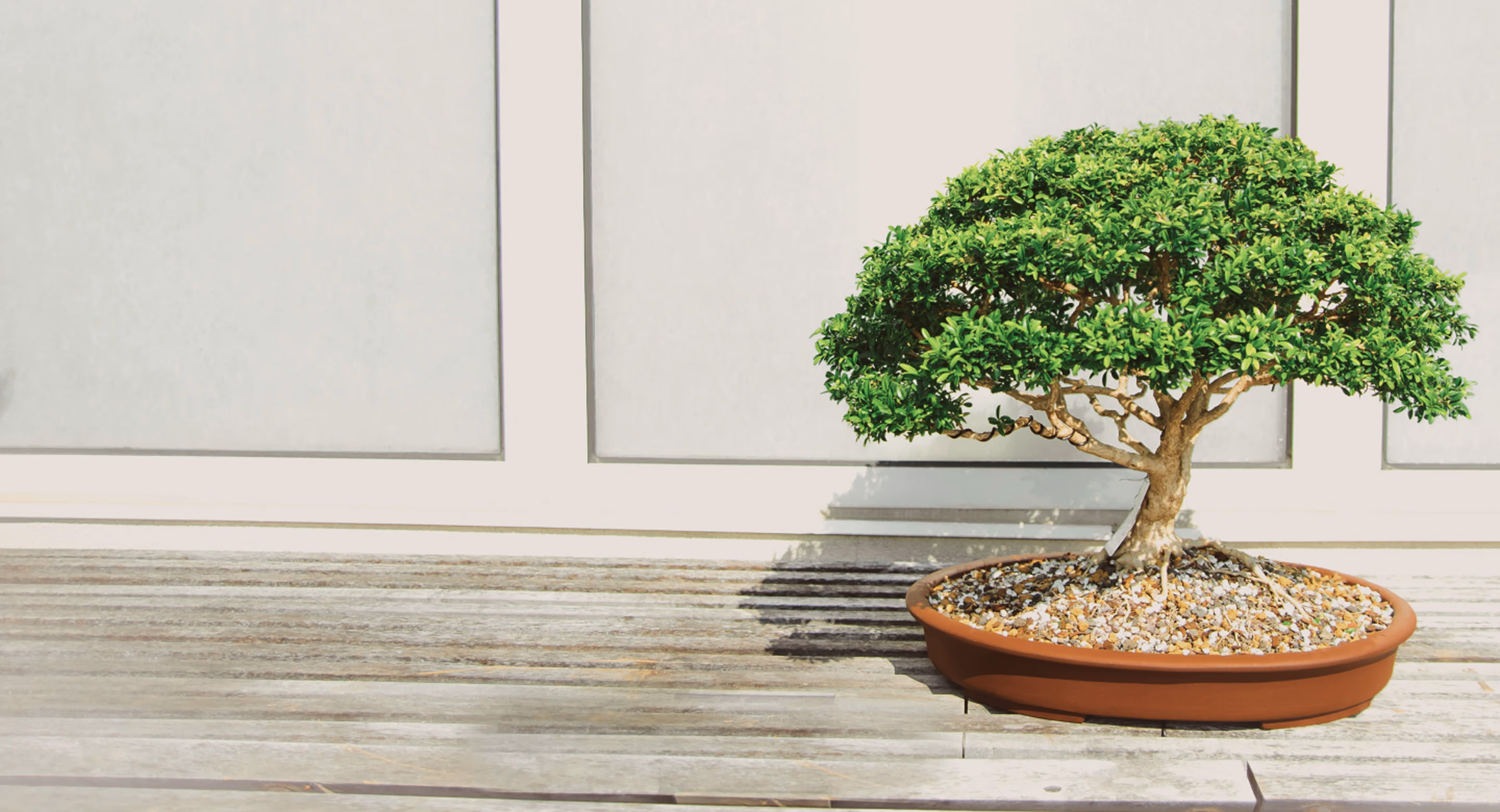Small bonsai tree with dense green foliage in a round brown pot on a wooden surface against a plain light wall.
