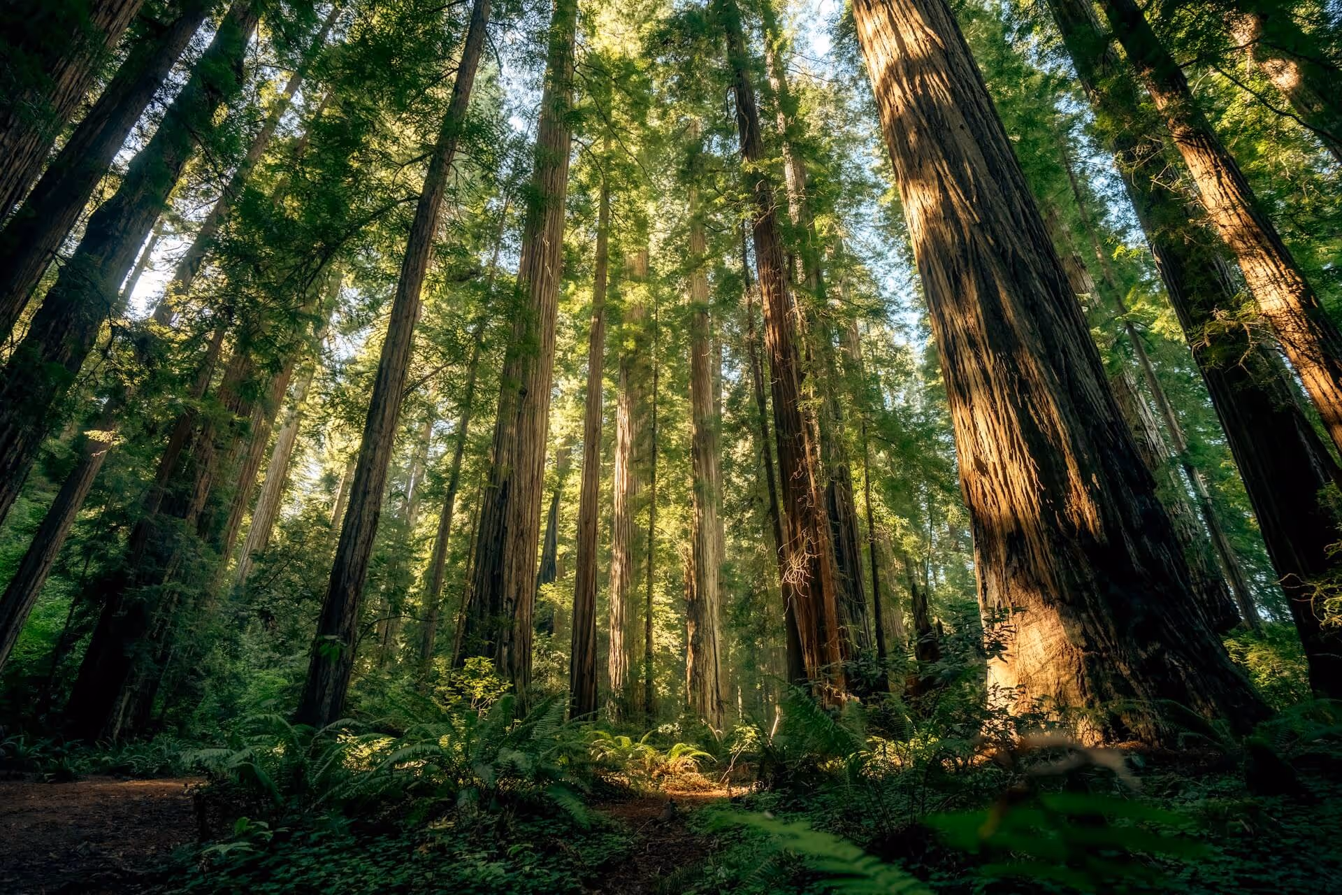 Sunlit tall redwood trees with dense green foliage and ferns in a forest.
