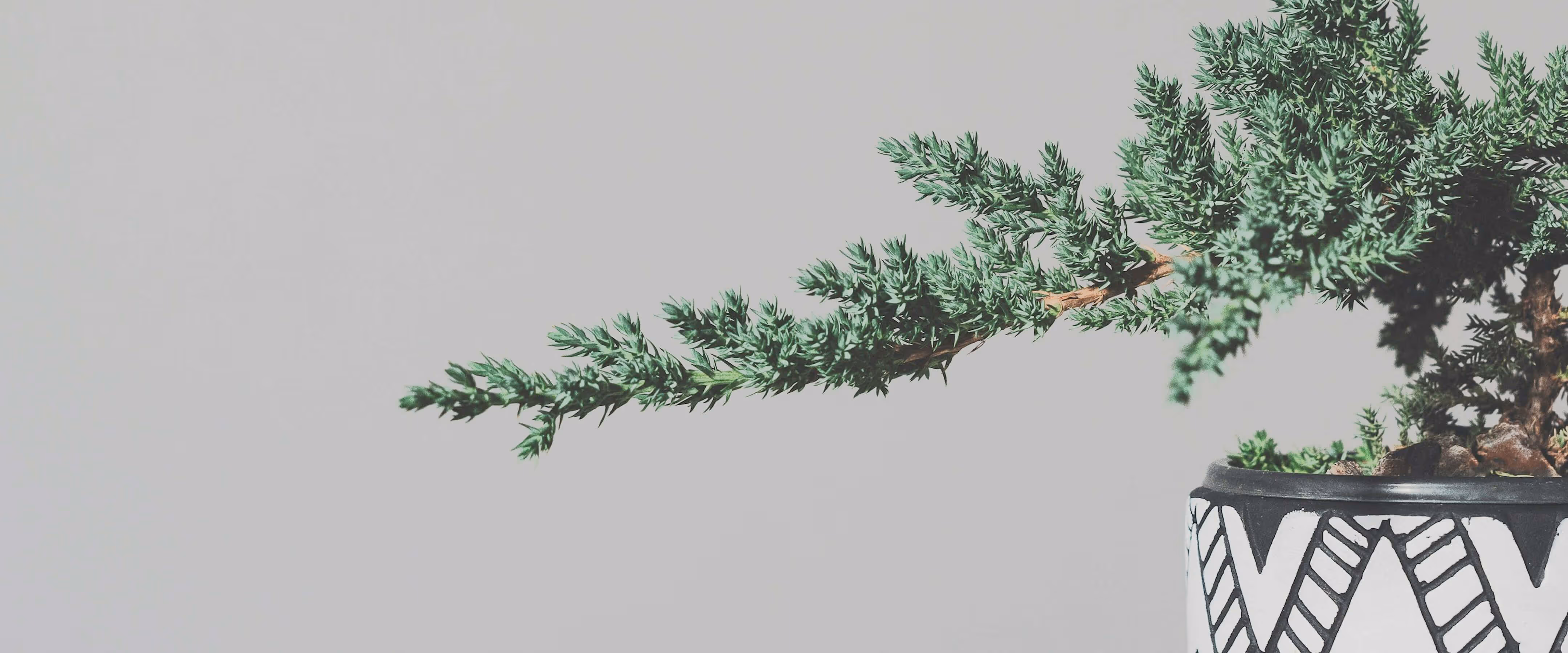 A green bonsai tree branch extending over a black and white patterned pot against a plain gray background.