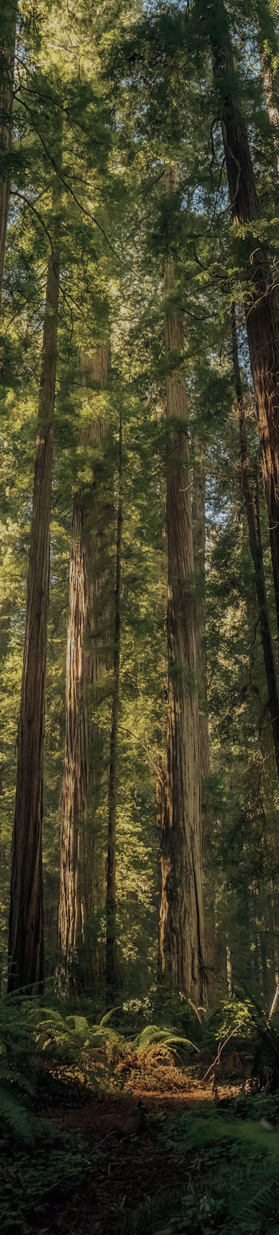 Sunlit path through a dense forest of tall redwood trees with ferns and shaded undergrowth.