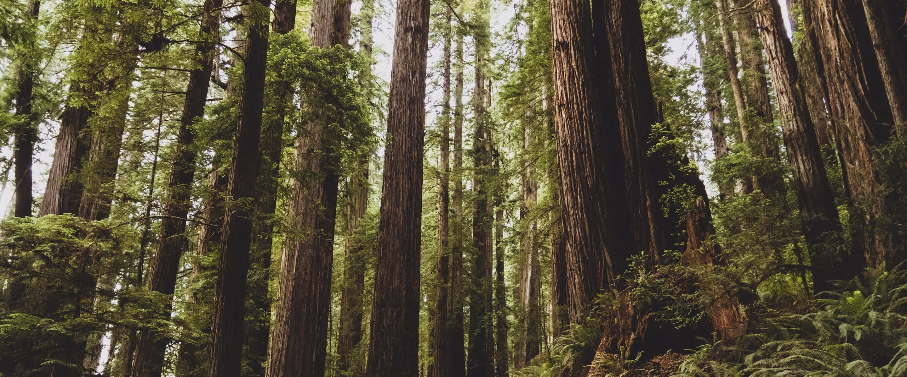 Dense forest with tall trees, lush green foliage, and ferns covering the forest floor.