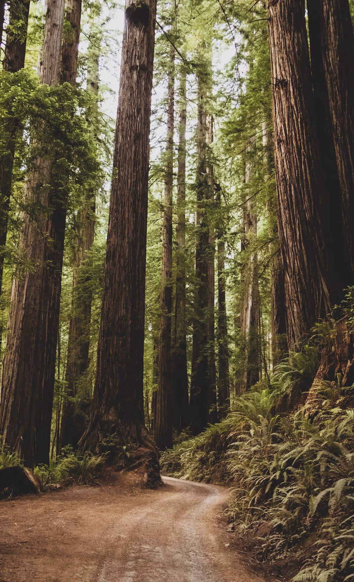 Dirt path winding through a dense forest of tall, straight trees with green foliage and ferns along the ground.