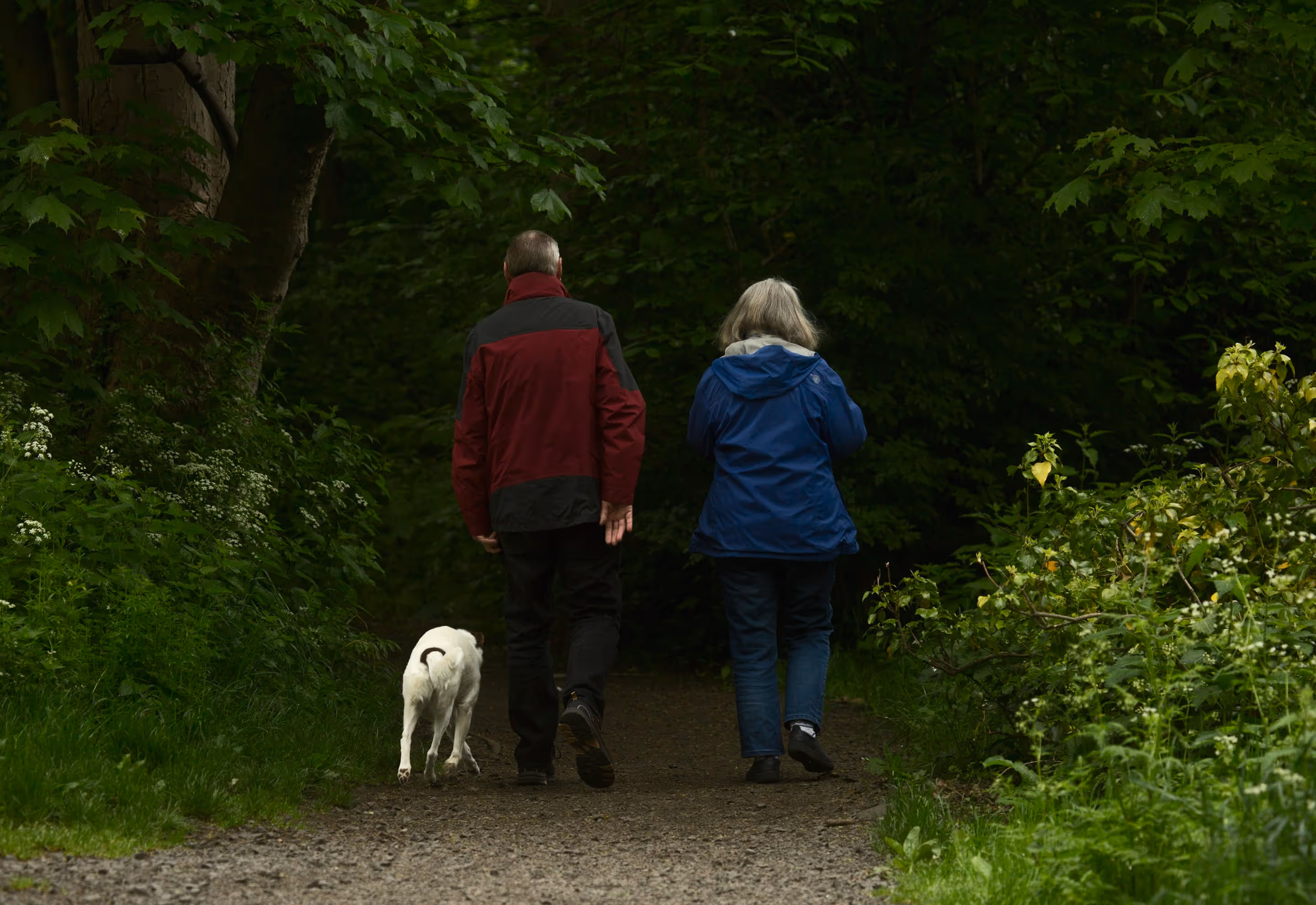 An elderly couple walking a white dog on a forest trail surrounded by lush greenery.