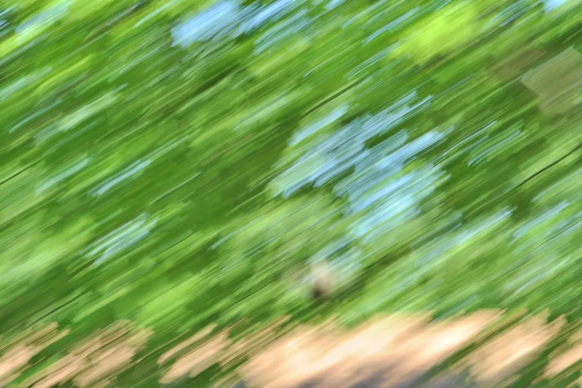 Blurred image of green tree leaves and some light brown branches or ground with motion effect.