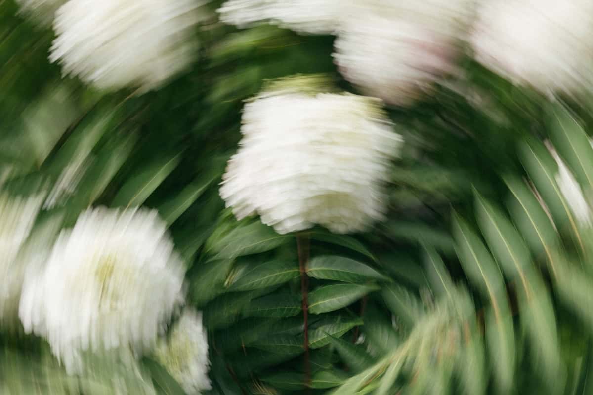 Colorful blurred flowers in a garden with green background.