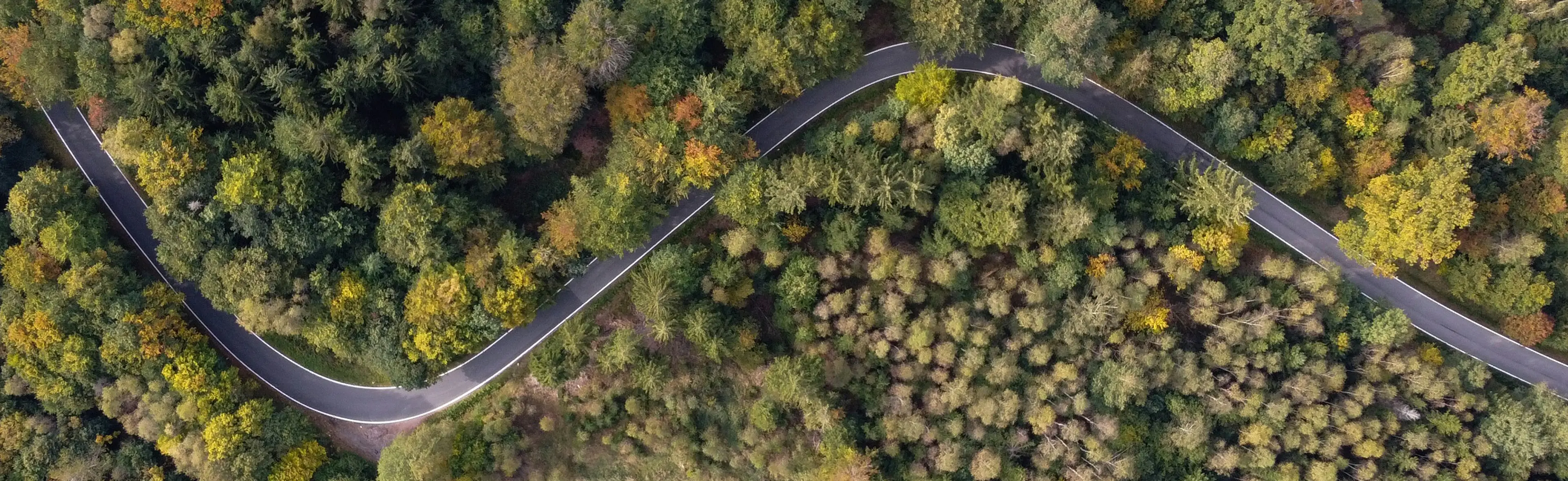 Eine kurvige Straße führt durch einen dichten grünen Wald.