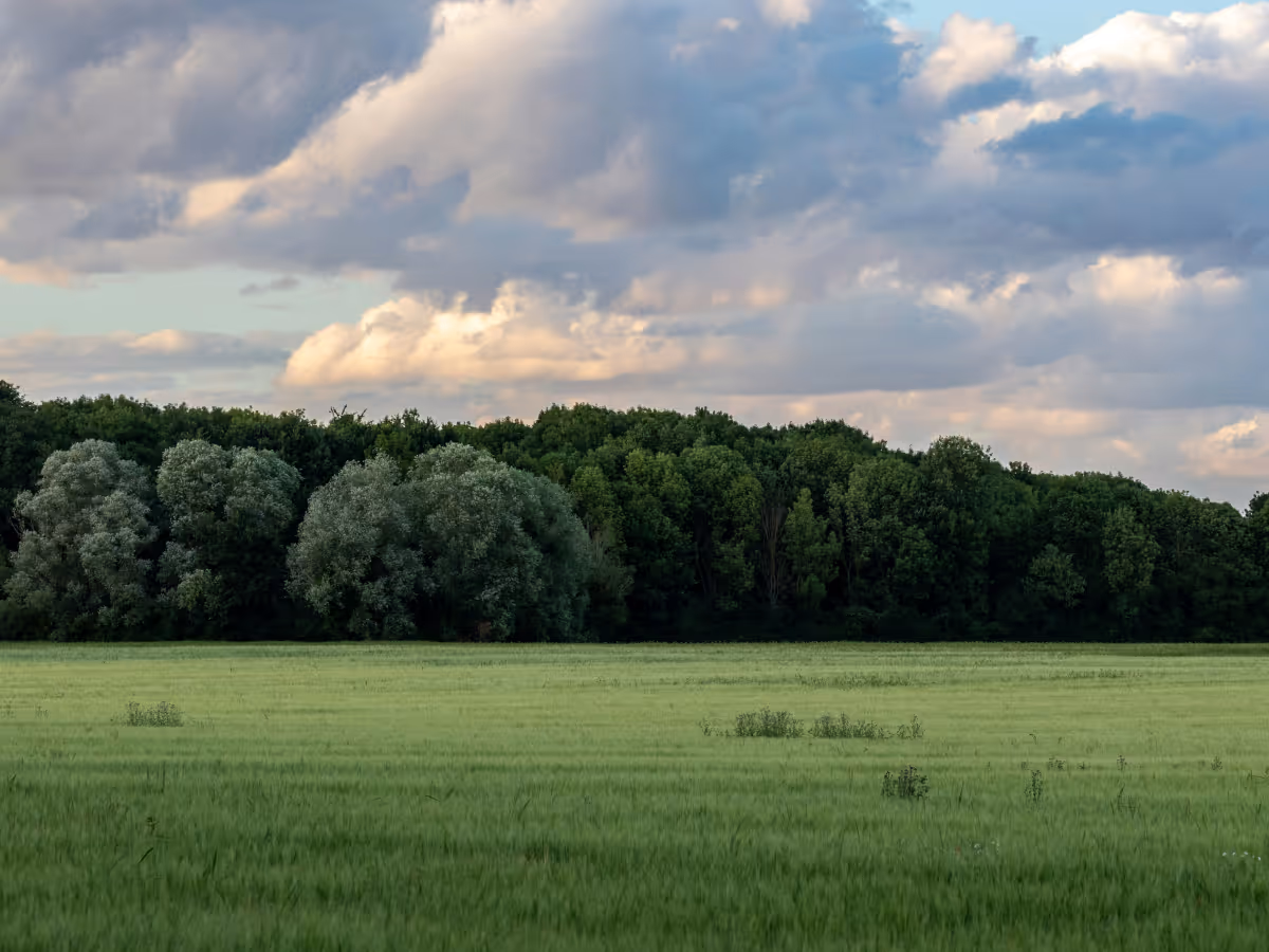 Green field with scattered bushes in foreground and dense tree line under a partly cloudy sky.