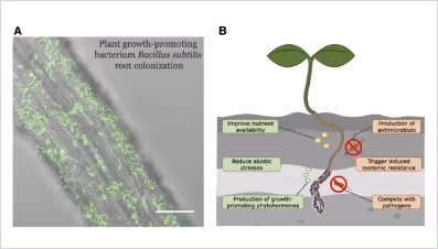 Panel A shows Bacillus subtilis bacteria colonizing plant roots under a microscope; Panel B illustrates how these bacteria promote plant growth through nutrient availability, abiotic stress reduction, phytohormone production, antimicrobial production, systemic resistance, and pathogen competition.