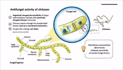 Diagram illustrating the antifungal activity of chitosan on a fungal cell, showing chitosan interacting with the negatively charged fungal cell membrane, leading to membrane destruction and fungal cell death.