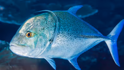 Close-up of a blue and silver fish swimming underwater.