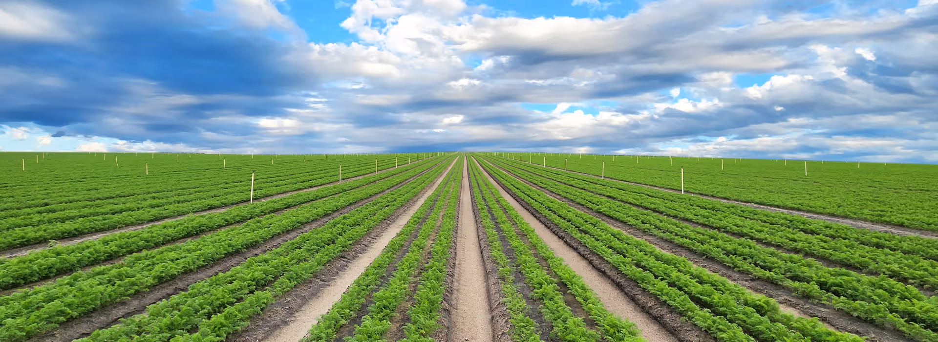 Expansive green agricultural field with neatly planted rows under a partly cloudy blue sky.