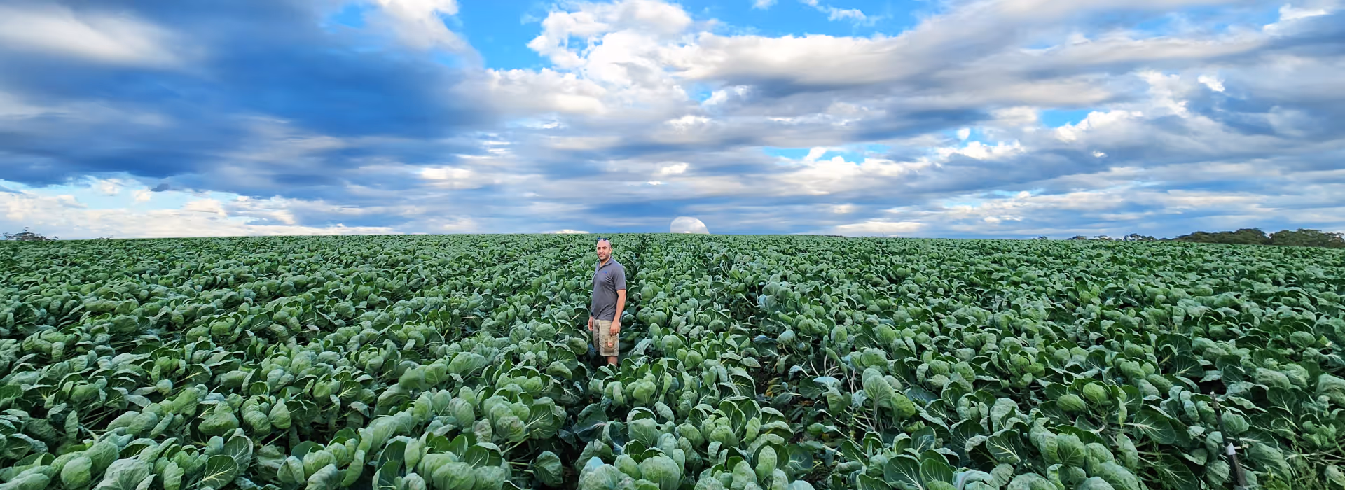 Man standing in the middle of a large green leafy crop field under a partly cloudy blue sky.