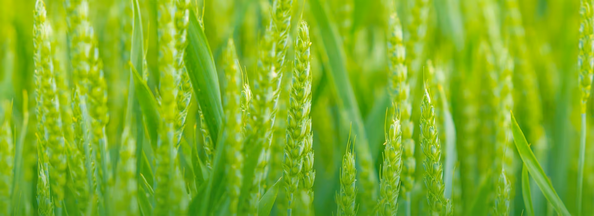 Close-up of green wheat plants growing in a field with soft-focus background.
