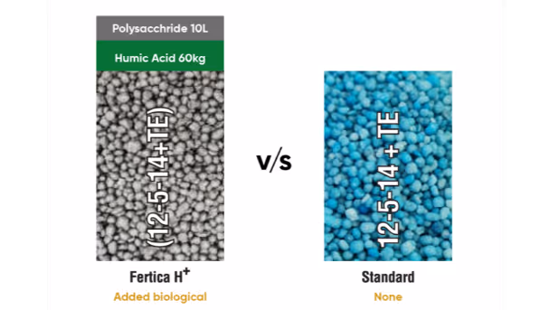 Comparison of two fertilizer types showing gray pellets labeled Fertica H+ with polysaccharide and humic acid versus blue pellets labeled Standard with none added.