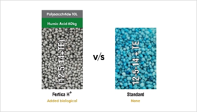 Comparison of Fertica H+ fertilizer granules with polysaccharide and humic acid versus standard 12-5-14+TE fertilizer granules.