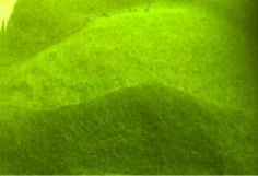 Close-up of a textured green leaf showing its veins and contours.